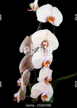 Große, blasse Blüten der zarten Mottenorchidee, Phalaenopsis Venus 'Cascade' Stockfoto