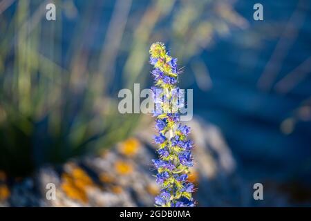 Eine Hummel auf einer violetten Blume. Graue Steine und blaues Meerwasser im Hintergrund Stockfoto