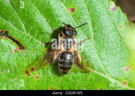 Biene über einem grünen Blatt Nahaufnahme Stockfoto