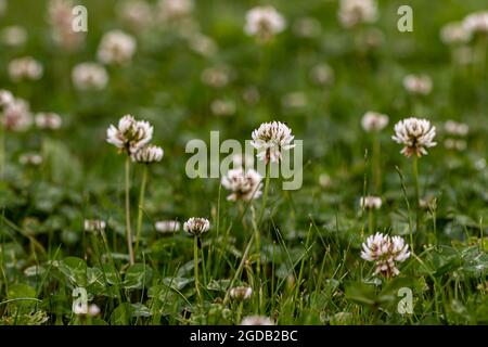 Trifolium repens blühen auf der Wiese Stockfoto