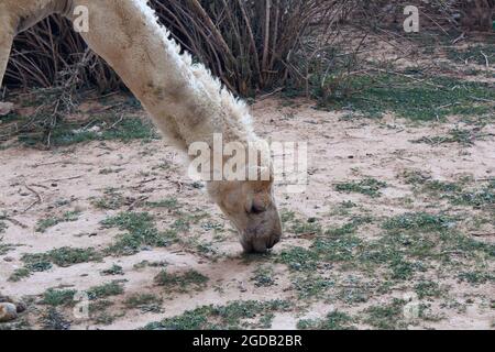 Ein arabisches Kamel, das im Frühling Gras frisst Stockfoto