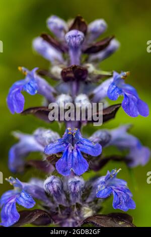 Ajuga reptans Blume wächst auf dem Feld, aus der Nähe Stockfoto