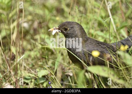 Nahaufnahme eines männlichen, 1. Jährigen Amsel (Turdus merula) auf dem Waldboden, im linken Profil, mit weißem Schmetterling im Schnabel im August in Wales, Großbritannien Stockfoto