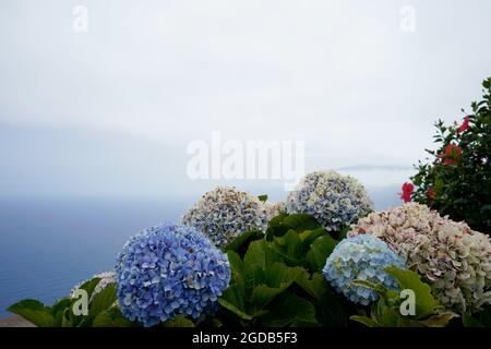 Blaue Hortensia Blumen, Meer und Himmel im Hintergrund. Madeira. Stockfoto