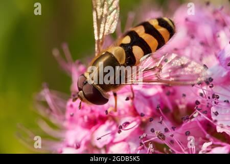 Makroaufnahme einer Schwebfliege, die Pollen auf rosa Blumen in einem Garten vor einem verschwommenen Hintergrund sammelt Stockfoto