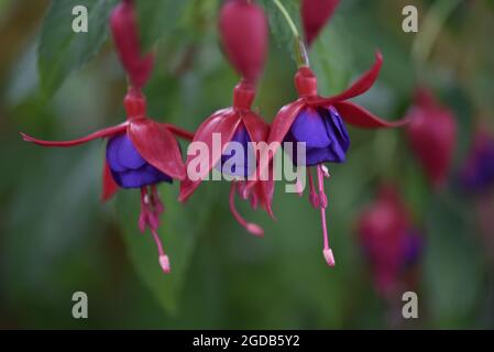 Makroaufnahme des Trios von Fuchsia magellonica Blumen in einer Reihe gegen einen nicht fokussierbaren dunkelgrünen Hintergrund, aufgenommen im Sommer in einem Garten in Mittel-Wales, Großbritannien Stockfoto