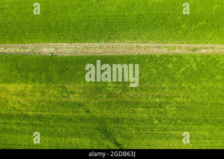 Gepflügte und kultivierte Feld mit Weizen Stockfoto