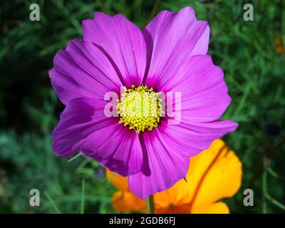 Fuchsia und Orange Blume - Fuchsia und Orange Blumen auf EINEM grünen und schwarzen Hintergrund Stockfoto