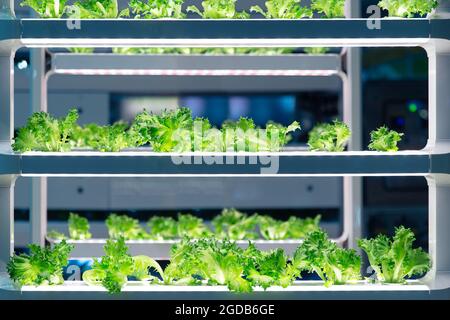 Salat wächst im Labor mit fortschrittlischer aquaponischer oder hydroponischer Landwirtschaftstechnologie. Pflanzenbiologische Forschung für Gentechnik im Labortest. Stockfoto