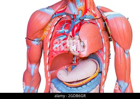 Oberkörper, menschliche männliche Brust innere Organe Lunge Herz und Magen Teil Modellfigur für die medizinische Ausbildung. Stockfoto