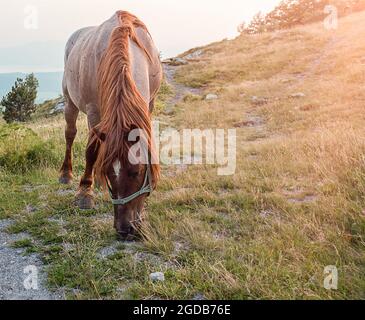 Porträt der schönen roten Pferd im Sommer Stockfoto