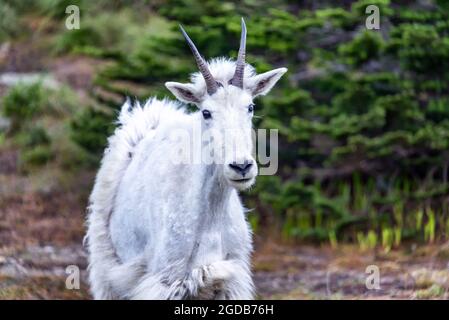 Nahaufnahme einer Bergglocke im Glacier National Park Stockfoto