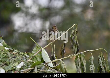 Rechtsprofiles Porträt eines jugendlich-europäischen Robin (Erithacus rubecula), der auf einem Baumzweig in Woodland in Wales gegen einen Bokeh-Hintergrund thront Stockfoto