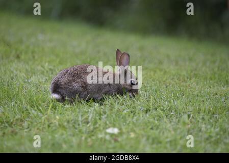 Nahaufnahme eines jugendlich-wilden Hasen (Oryctolagus cuniculus) mit Kopf-nach-unten-fressendem Gras auf dem Parkland in Mid-Wales im August Stockfoto