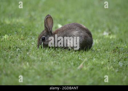 Jungtiere Wildhasen (Oryctolagus cuniculus), die im Sommer in Mittelwales im August auf Gras kauen Stockfoto