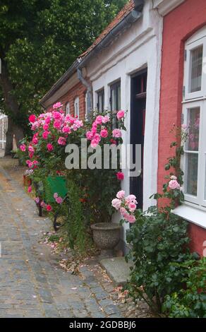 Gepflasterte gemütliche Straße mit roten und weißen Häusern mit Rosen in Ribe, Dänemark Stockfoto