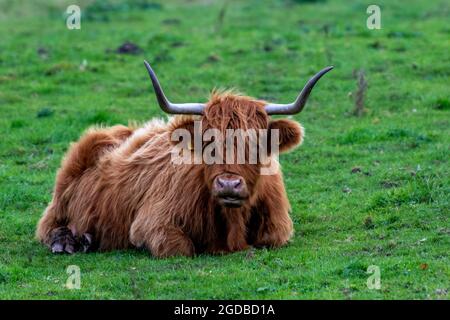 Großer aberdeen angus-Stier mit Hörnern, schottische Rinderkuh, schottische oder Hochlandrassen von Rasseln, Stier mit Hörnern, Kuh mit Hörnern. Stockfoto