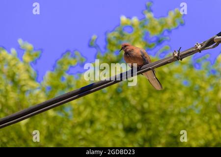 Indische Taube ODER Felstaube - die Felstaube, Felstaube oder gewöhnliche Taube ist ein Mitglied der Vogelfamilie Columbidae. Zoll Stockfoto