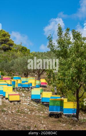 Bunte Bienenstöcke auf einem Berghang auf der griechischen Insel Zante, Bienenzucht Bienenstöcke in griechenland, Honigproduktion auf einem griechischen Berghang, Zante lokal. Stockfoto