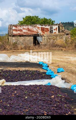 Trauben trocknen in der Sonne auf der griechischen Insel Zante, Trauben trocknen für die Weinbereitung, Trocknen von Trauben für die Herstellung von griechischem Wein, alten griechischen Farhouse Weinberg Stockfoto