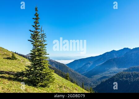 Blick im Tal des Olympic National Park von der Bergkette des Flusses Stockfoto