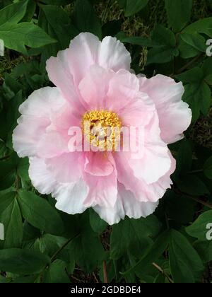 Single Tree Peony Blume, rosa Blüte zentriert im Rahmen, umgeben von grünen Blättern, vertikale Farbfotografie. Stockfoto