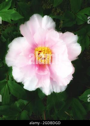 Single Tree Peony Blume, rosa Blüte zentriert im Rahmen, umgeben von grünen Blättern, vertikale Farbfotografie. Stockfoto