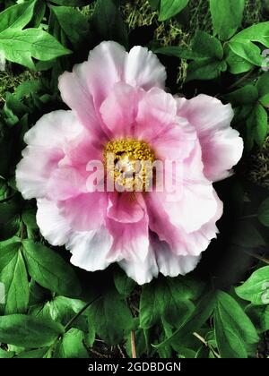 Single Tree Peony Blume, rosa Blüte zentriert im Rahmen, umgeben von grünen Blättern, vertikale Farbfotografie. Stockfoto