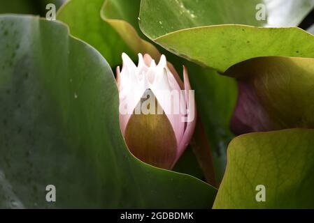 Nahaufnahme einer einzigen geschlossenen weißen Seerose (Nomphaea alba) in einem Lilienkissen auf einem Teich in Wales im August Stockfoto