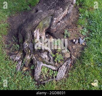 Die Wurzeln eines alten Baumes haben sich durch den Boden gedrückt, um zu wachsen, und ein kleiner Steinhaufen erschien auf mysteröse Weise auf dem Boden neben den Wurzeln. Glasgow. ©ALAN WYLIE/ALAMY Stockfoto