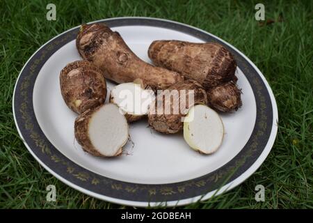 Tarowurzel auf weißem Hintergrund. Colocasia Elefantenohr Pflanze Wurzel Rhizom Gemüse auch als Arbi oder Arvi bekannt Stockfoto