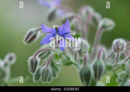 Borago officinalis, Borretsch, blüht im Sommer in Großbritannien Stockfoto