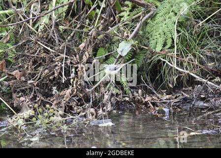 Im August in der Sonne thront der männliche Grauwagtail (Motacilla cinerea) auf einem Zweig, der über einem Flussufer in Wales liegt Stockfoto