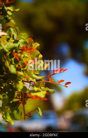 gladiolus, roter Gladiolus, weißer Rahmen, schwarzer Hintergrund, schöne Gladiolen auf schwarzem Hintergrund Stockfoto