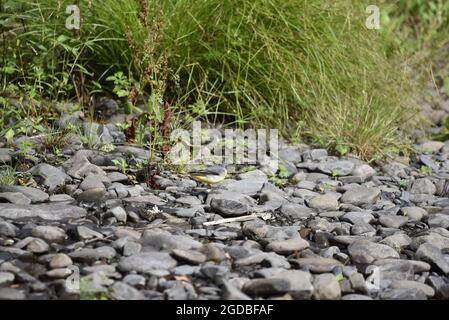 Männlicher grauer Wagtail (Motacilla cinerea) im rechten Profil, der im August auf Kieselsteinen auf einem Dry River Bed in Mid-Wales, Großbritannien, steht Stockfoto