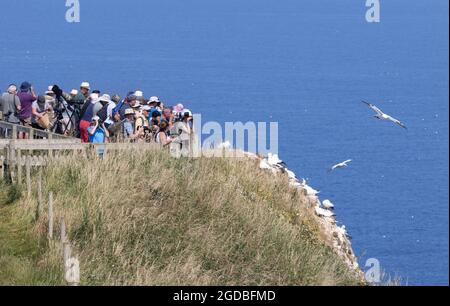 Birdwatching UK; RSPB Bempton Cliffs Yorkshire UK. Vogelbeobachter beobachten die Tölpenkolonie, die im Juli auf den Klippen nisten Stockfoto