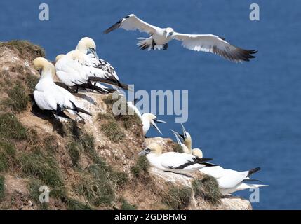 Mehrere Erwachsene und Jugendliche Nordganets (Morus bassanus) brüten auf den Felsen bei RSPB Bempton Cliffs, Yorkshire UK Stockfoto