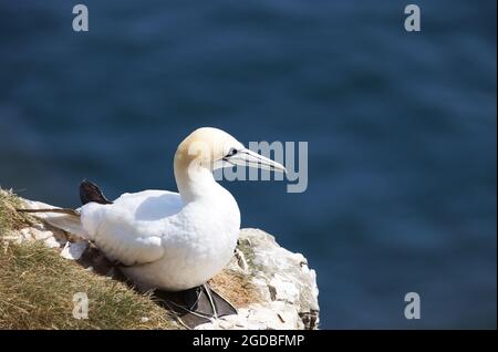 Britische Seevögel; ein erwachsener Nördlicher Gannet, Morus Bassanus auf den Felsen, East Yorkshire England, Großbritannien Stockfoto