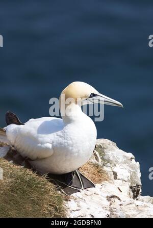 Britische Seevögel; ein erwachsener Nördlicher Gannet, Morus Bassanus auf den Felsen, East Yorkshire England, Großbritannien Stockfoto