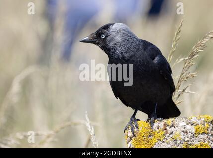 Jackdaw, Europäische Jackdaw oder westliche Jackdaw, Corvus monedula, erwachsener Vogel auf einem Felsen, Großbritannien Stockfoto