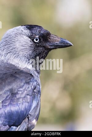 Dohlen, Corvus monedula, Nahaufnahme der Kopfseite eines erwachsenen Vogels, England Stockfoto