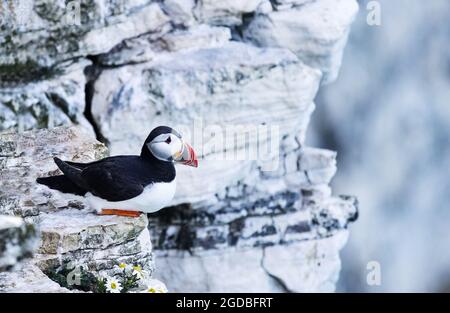 Erwachsene Papageitaucher (Atlantischer Papageitaucher oder gewöhnlicher Papageitaucher, Fratercula Arctica), sitzend auf den Felsen, RSPB Bempton Cliffs, Yorkshire UK Stockfoto