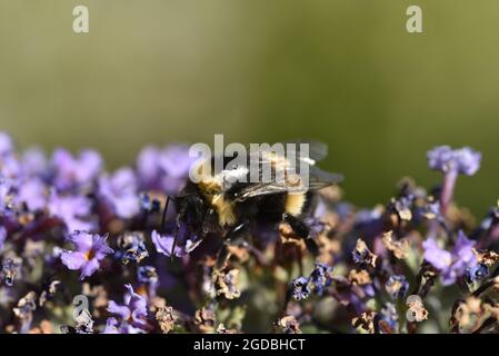 Makroaufnahme einer Buff-tailed Bumblebee (Bombus) auf einer Buddleia-Pflanze in einem sonnigen Garten in Staffordshire, Großbritannien, im August Stockfoto