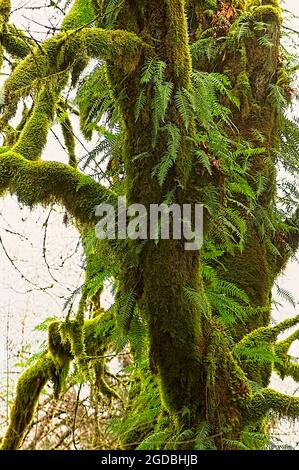Lakritzfarne (Polypodium glycyrrhiza) wachsen auf einem moosbedeckten Baumstamm in Maple Ridge, British Columbia, Kanada. Stockfoto