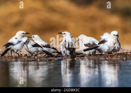 Südliche Plätscher an einem Wasserloch im Danaka-Reservat Stockfoto