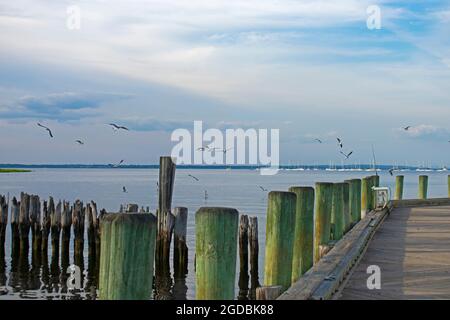 Eine Schar von Möwen, die in alle Richtungen im Hafengebiet des Keyport Waterfront Park in New Jersey fliegen -04 Stockfoto