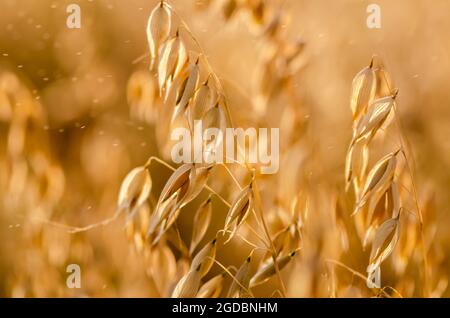 Goldene Haferohren auf dem Feld bei Sonnenuntergang. Getreidekultur. Gesunde Ernährung. Natur Stockfoto