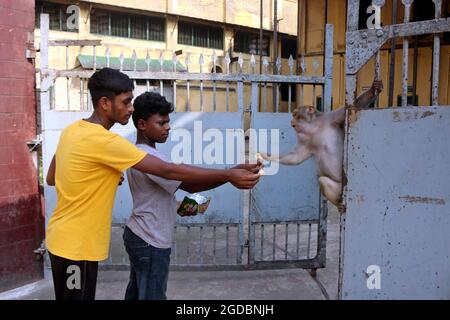 Dhaka, Bangladesch. August 2021. Japanische Makaken werden von einem Besucher gefüttert, der auf den Straßen von Gandaria inmitten der Covid-19-Pandemie geht. Der Japanische Makak oder Rotgesichtige Makak ist eine Primatenart, die in Wäldern und Bergen lebt, die in Städte ausgewandert sind und bei der Nahrungssuckerung mit Menschen leben. Am 12. August 2021 in Dhaka, Bangladesch. Foto von Habibur Rahman/Eyepix/ABACAPRESS.COM Quelle: Abaca Press/Alamy Live News Stockfoto