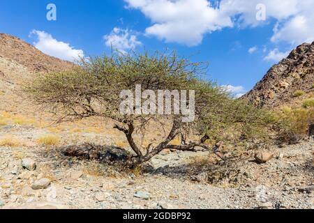 Akazienbaum im trockenen, kargen Wadi Ghargur Flussbett im Haschar-Gebirge in Hatta, Vereinigte Arabische Emirate. Stockfoto