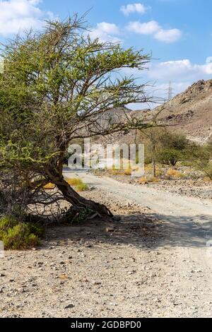 Am Copper Hike Trail gelehnt, kurvige Schotterstraße durch das Wadi Ghargur-Flussbett und die felsigen Haschar-Berge aus Kalkstein in Hatta, VAE. Stockfoto